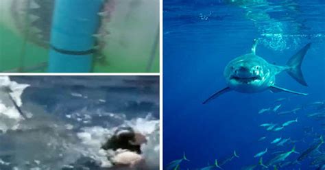 The Most Horrifying Shark Attacks Ever Caught On Camera Daily Star