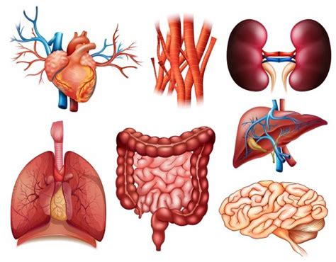 Órganos Del Cuerpo Humano Cuántos Tiene Cuáles Son Características Y