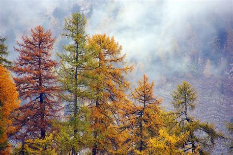 Hd Wallpaper Brown And Green Leafed Pine Trees Forest Larch Autumn