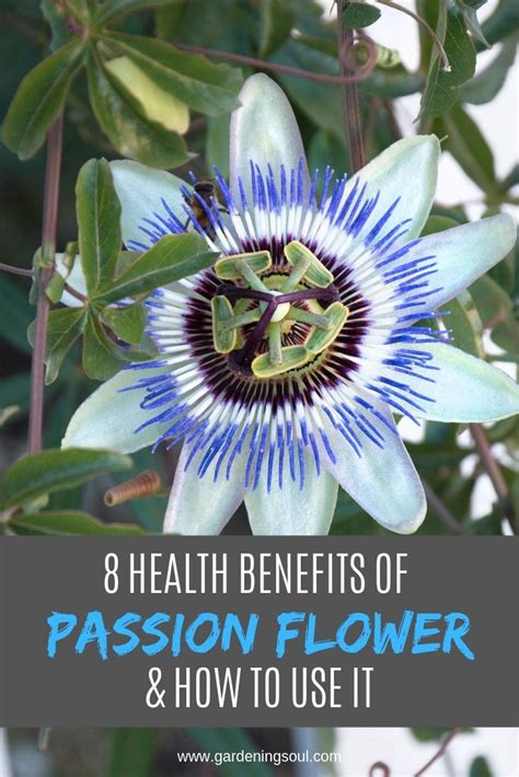 8 health benefits of passion flower and how to use it passion flower passion flower benefits