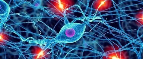 Neuronas Espejo ¿qué Son Y ¿cómo Funcionan En Nuestro Cerebro
