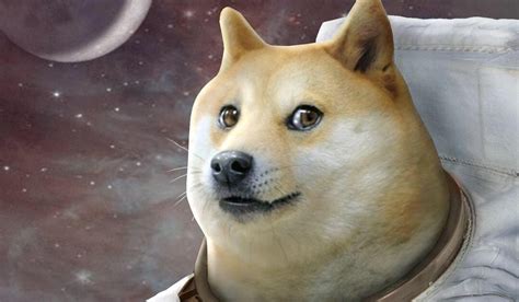 Shiba Inu Doge Meme Doge Wallpaper Get Images