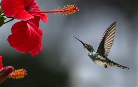 Hummingbirds Vision Includes Colors We Cant Even Imagine