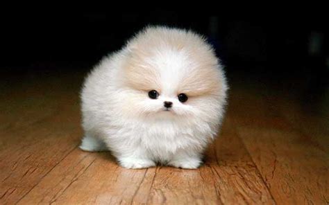 Now, this is where things get a little confusing. The Teacup Pomeranian: Does It Exist And, If So, It Is A ...