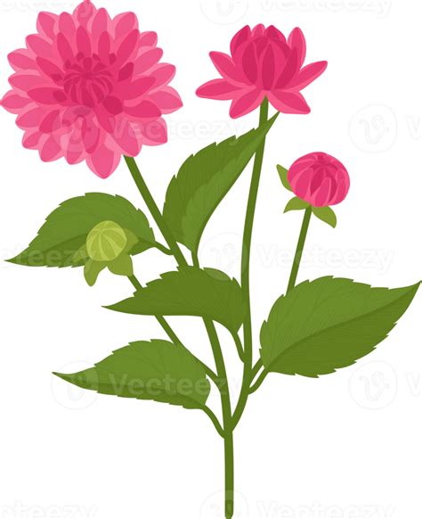 Pink Dahlia Flower Hand Drawn Illustration 10173440 Png