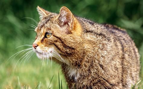 Wildcats Set To Return To The English Countryside Kitten Breeds British Wildlife Dinah