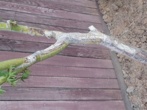 A dying japanese maple is often because of fungal diseases pathogens that thrive in overly damp soils. Maple Tree Dying. Can It Be Saved? - Landscaping & Lawn ...
