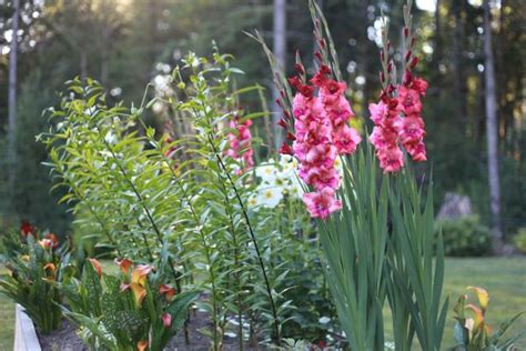 Gladiolus How To Plant Grow And Care For Gladiolus Hgtv