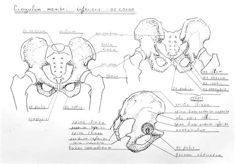 Anatomy Atlas Part 7 Pelvis