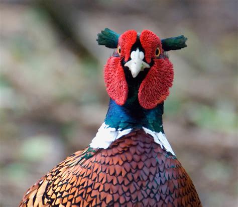 8 Common Pheasant