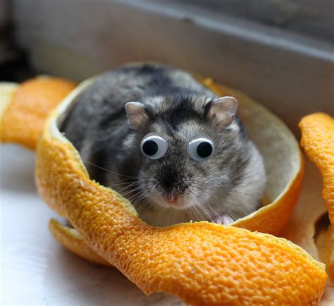 Dwarf Hamster After Eating An Orange Pics