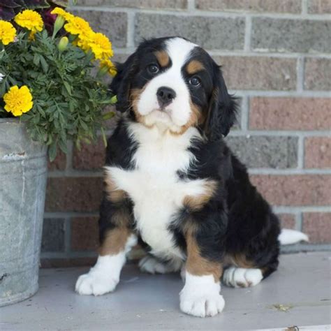 Miniature Bernese Mountain Dog Puppies For Sale Greenfield Puppies