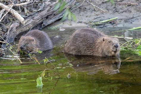 Beavers Set To Return To Hampshire After 400 Years In Nature