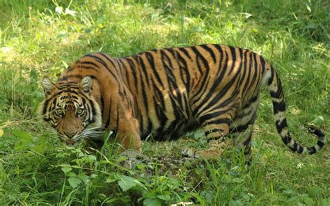 Sumatra Tiger Photography Kizas Page