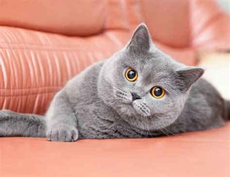 British Shorthair Cats And Kittens Tap The Link Now To See All Of Our