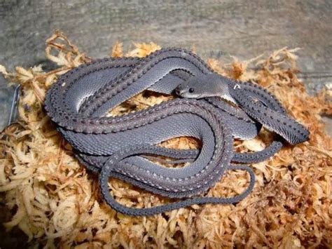 Xenodermus Dragon Snake Pets
