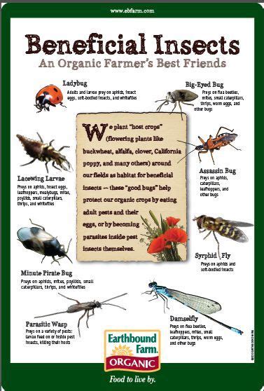 Gardeners should be aware that. Beneficial Insects | Hotel de insectos, Manejo de plagas y ...