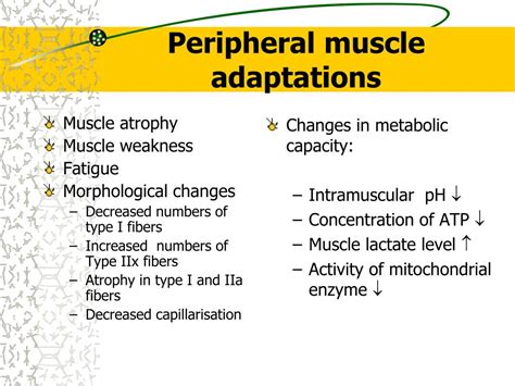 Ppt Skeletal Muscle Training Peripheral And Respiratory Muscles