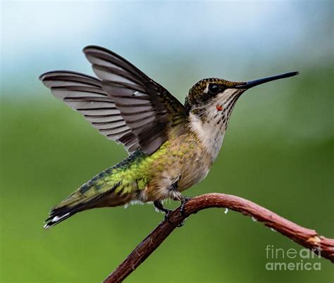 Juvenile Ruby Throated Hummingbirds Perfect Landing Photograph By Cindy