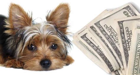 How Much Is A Yorkshire Terrier Puppy Costs Of Raising A Yorkie