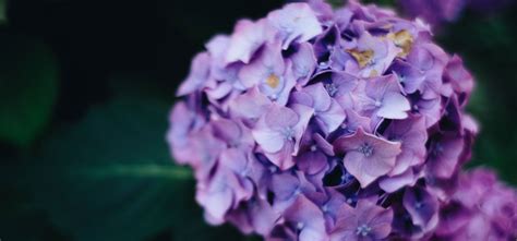 Mengenal Bunga Hortensia Dari Ciri Jenis Dan Maknanya Three Bouquets