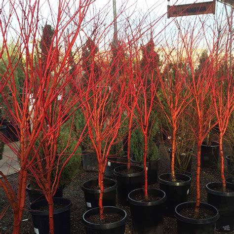 Coral Bark Maple — Green Acres Nursery And Supply