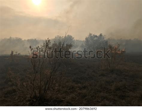 Human Activities Main Causes Forest Fires Stock Photo 2079863692