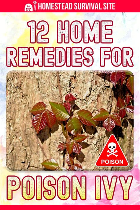 12 Home Remedies For Poison Ivy