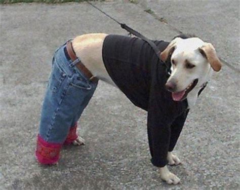 Dog Wear Jeans Funny Pics Funny Dog Pictures Funny Dog Photos Silly