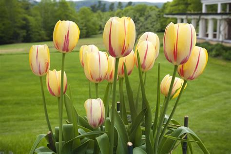 How To Plant And Care For Tulips