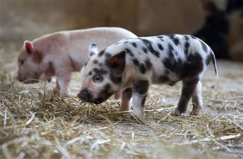 Whats The Top 3 Best Pet Pig Breeds Uk
