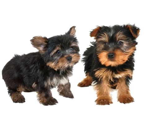 How Many Puppies Can Yorkies Have Our Yorkie