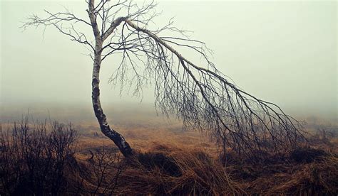 Hd Wallpaper Leafless Tree Fog Moor Moorland Birch Mood Autumn