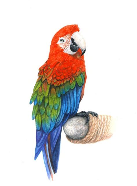 Arara Ilustra O Em Aquarela Arte Em Aquarela Aquarela P Ssaros Coloridos