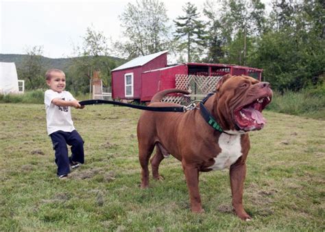 World’s Largest Pitbull Pitbull Puppies