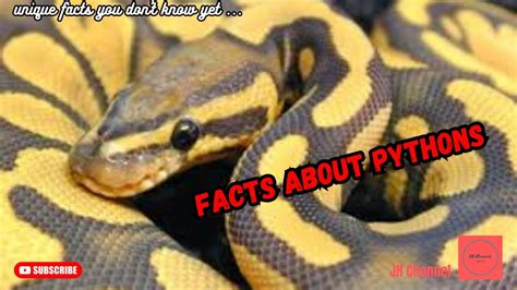 6 Unique Facts About Pythons Unique Facts You Dont Know Yet Youtube