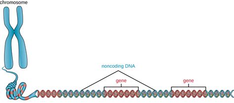 Structure And Function Of Cellular Genomes · Microbiology