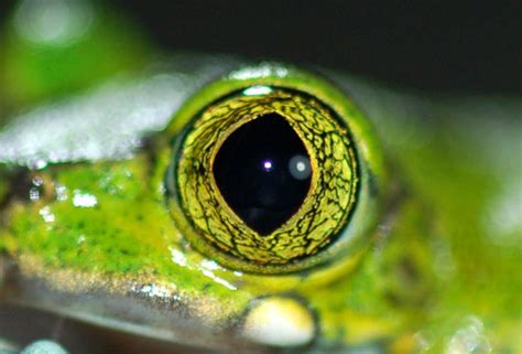 A Close Up View Of A Green Frogs Eye With Bright Yellow Highlights