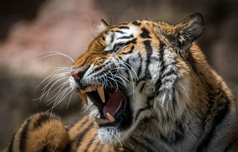 Tiger Roar Wallpapers Bigbeamng