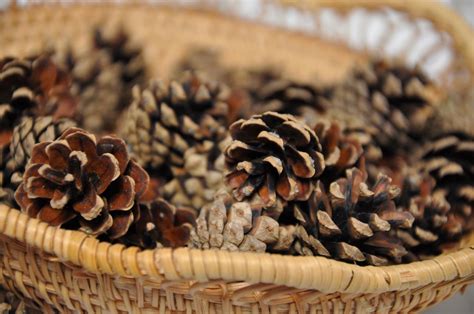 Ct Small Pine Cones Bulk Home Forest D Cor Thanksgiving Etsy