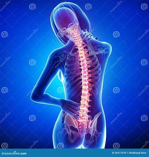 Female Back Pain Royalty Free Stock Photos Image 36217678