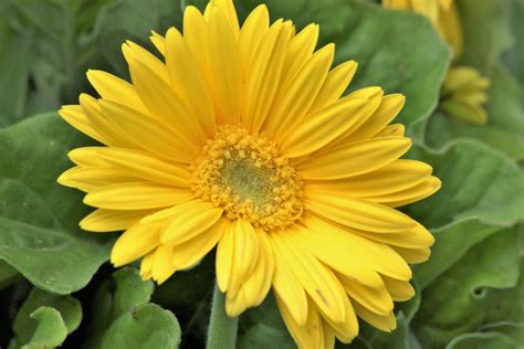 Yellow Gerber Daisy Close Up Free Stock Photo Public Domain Pictures
