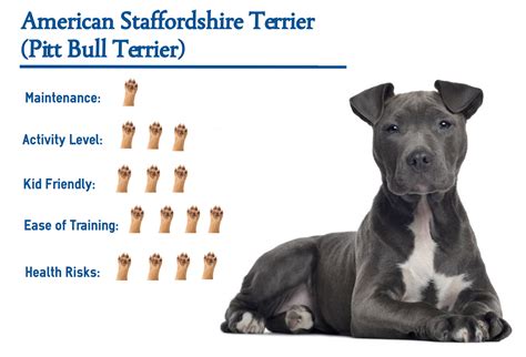 Are Staffordshire Bull Terriers Protective