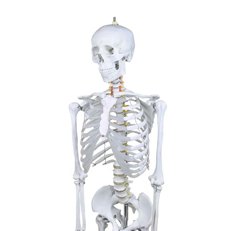 Skeleton Life-Size Model 180CM | Kits of Medicine