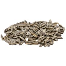 Sunflower Seed PNG Free File Download PNG Play