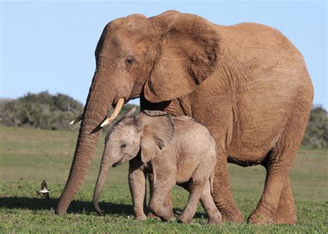 Are You An Elephant Mom Or A Tiger Mom Healthywomen