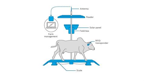 A Closer Look At Precision Livestock Farming Bosch Digital Blog