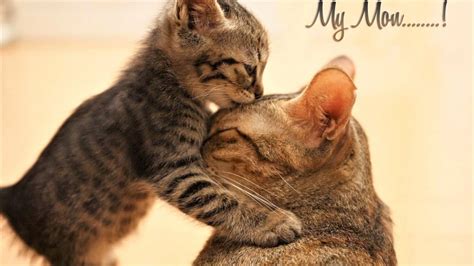 Kitten Cute Kiss Cats Cat Giving Kiss 1366x768 Wallpaper