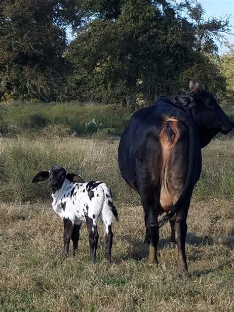 Sardo Negro Brahma Bull Calf With His Momma At Vhr Ranch In Paige Tx