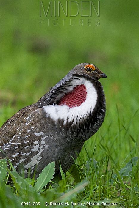 Blue Grouse Stock Photo Minden Pictures